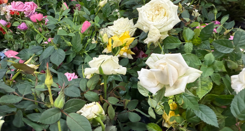 Как размножить розы черенками осенью: 3 простых метода с высокой приживаемостью 