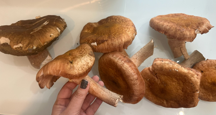 Гриб навозник белый: как найти, опознать и приготовить. Подробный гид 