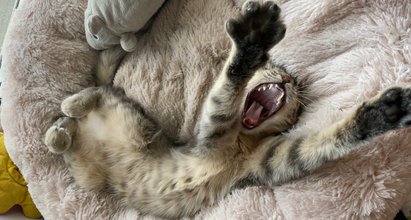 Как кормить кошку: свободный доступ или режим? Советы ветеринаров 