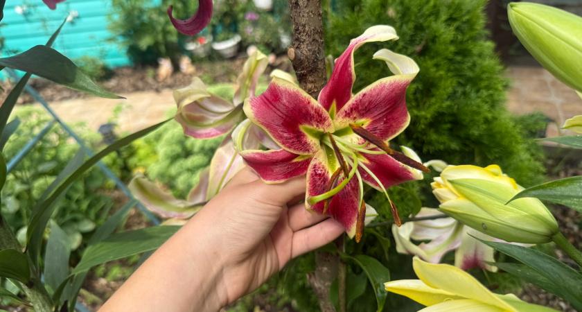 Уроки садовода: что не стоит сажать. Честный разбор ошибок