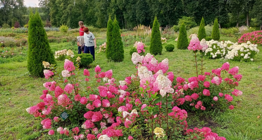 Как правильно укрыть метельчатую гортензию на зиму. 4 рабочих приема 