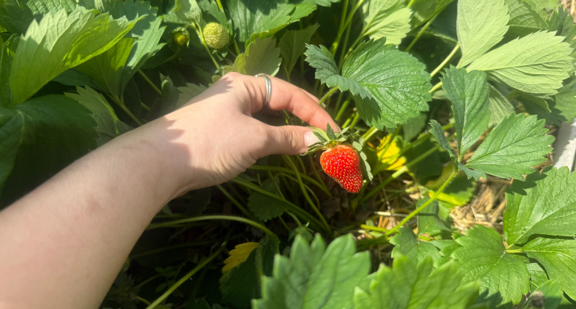 Реальный опыт: почему бизнес на клубнике в теплице оказался убыточным 