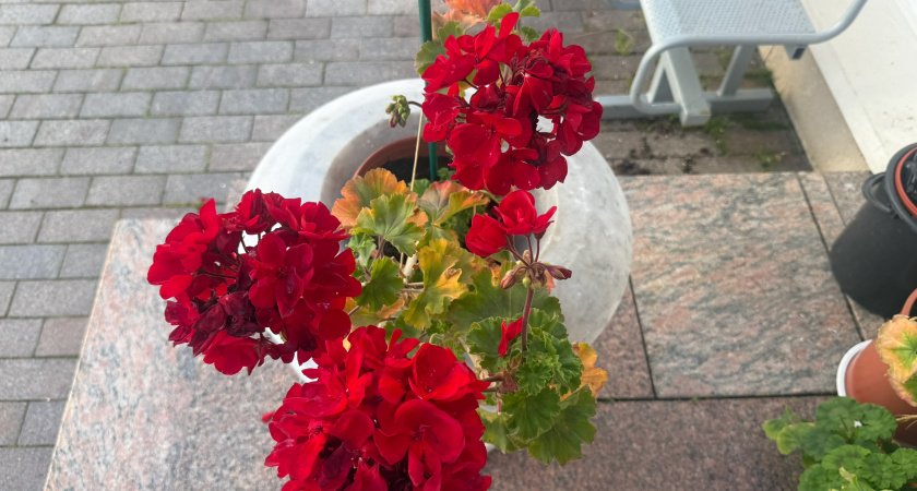 Как заставить герань цвести зимой? Секрет в сентябрьском уходе и йоде