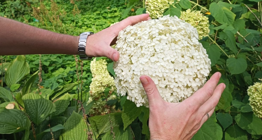 Обрезка гортензии на зиму: сроки, схемы, типичные ошибки садоводов 