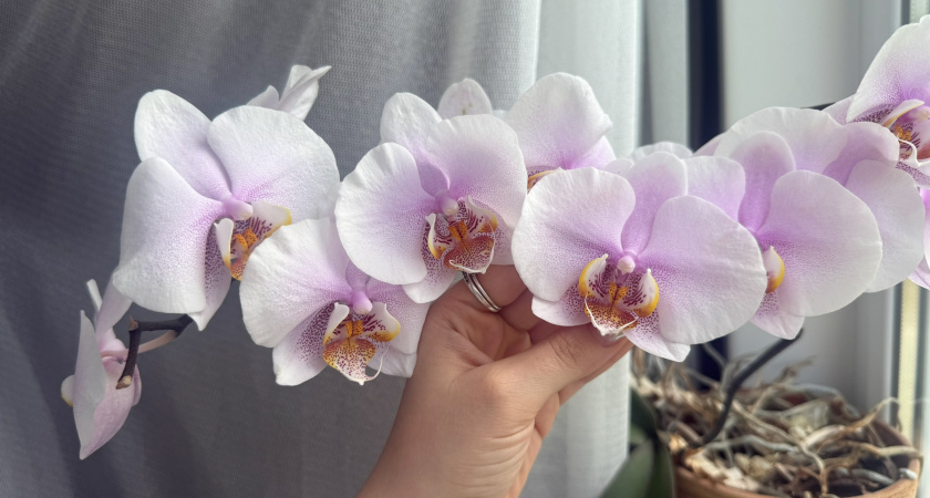 Почему не растут комнатные цветы: секреты бабушкиного подоконника