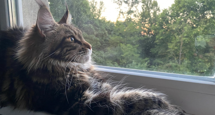 Признаки скорого ухода кошки: изменение поведения, аппетита, дыхания