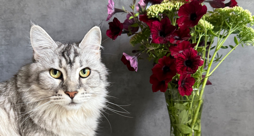Узнайте, как одиночество влияет на поведение кошки. Советы ветеринара