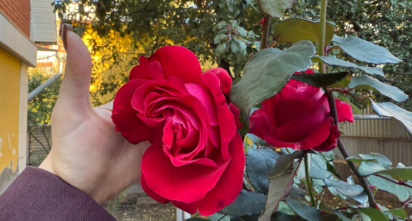 Как укрыть розы на зиму без потерь. Правило мерзлой земли и 5 ошибок 