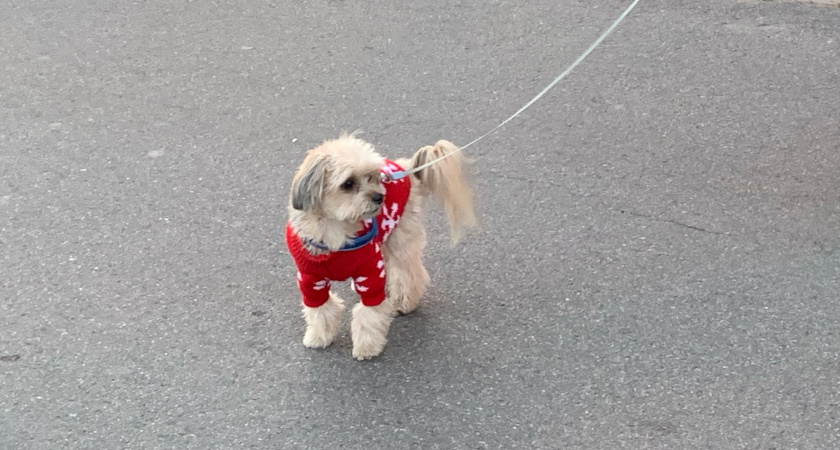 В Пензе полицейские разыскивают свидетелей ДТП, в котором пострадала собака