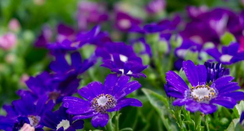 Подзимний посев цветов: сроки и правила. Список лучших культур