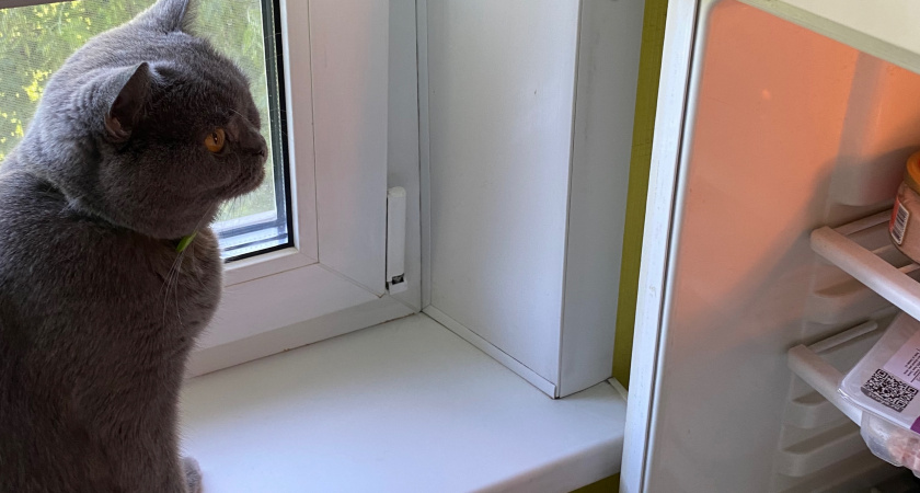 Чем опасны молоко и рыба для кошек зимой? Советы ветеринара 