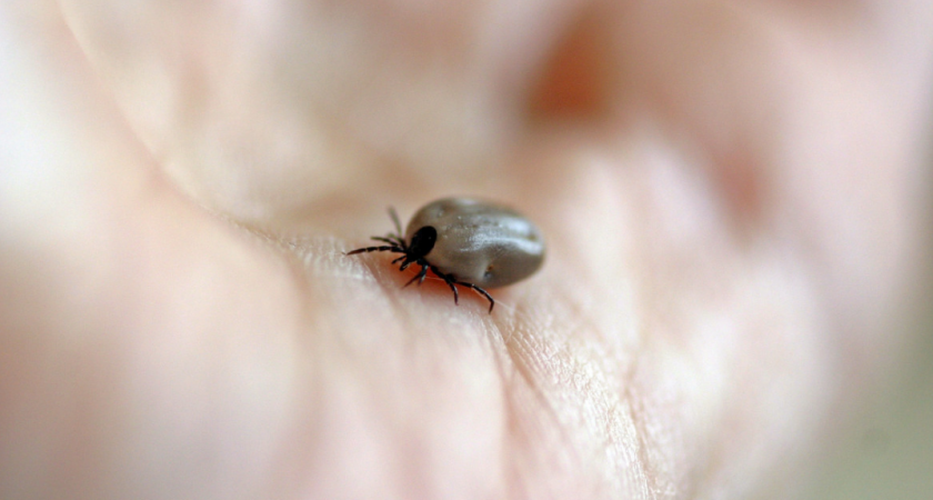 Почему клещи стали опасными соседями? История борьбы и современные угрозы 