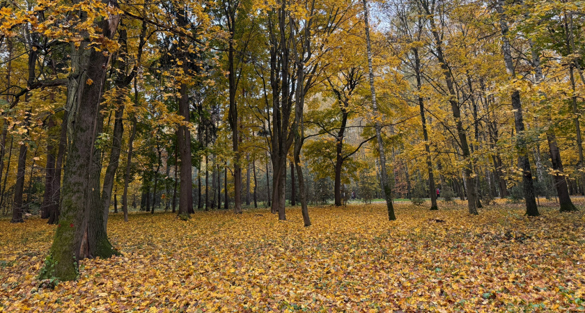 В двух районах Пензенской области выявлен факт незаконной рубки деревьев