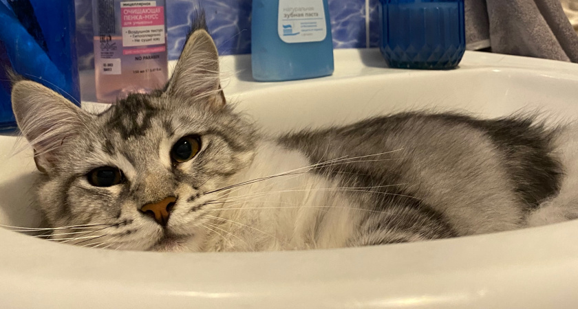 Как понять, что кошка умирает. Признаки скорого ухода питомца 