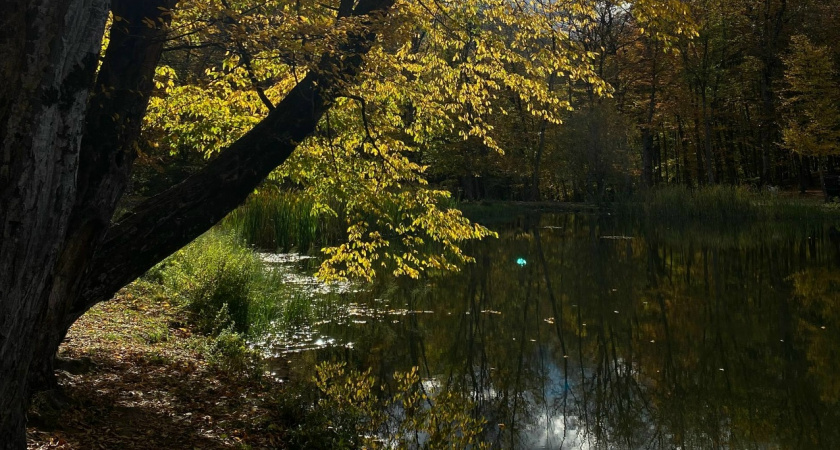 В Пензенском районе государству вернули часть леса и берега ручья