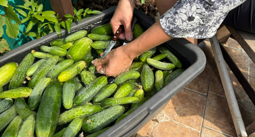 Холодостойкие гибриды огурцов для урожая до сентября. Проверенные сорта 