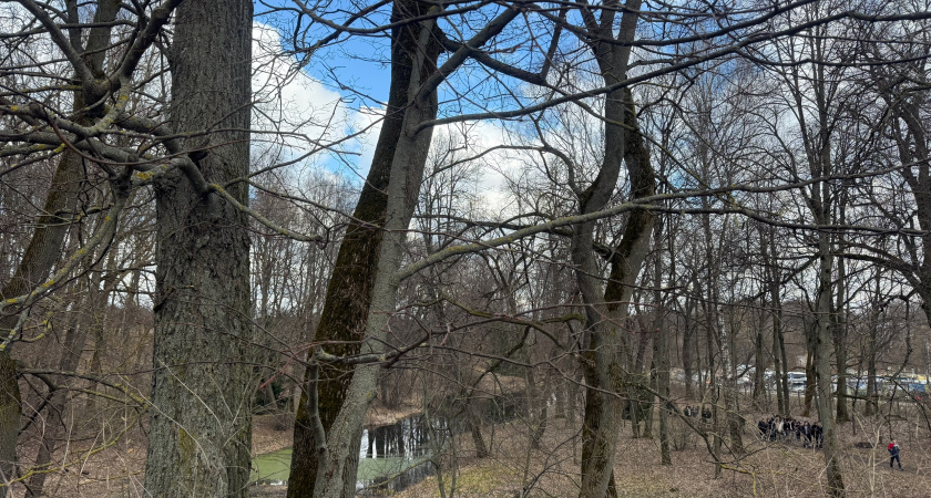 В Пензе ситуацией с вырубкой деревьев на ул. Кронштадтской заинтересовалась полиция