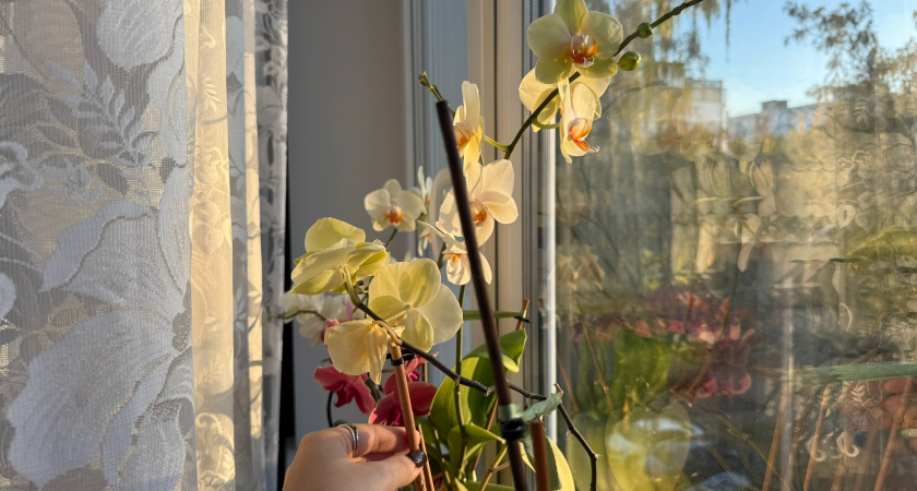 Циркон для корней орхидеи. Как применять стимулятор для пышного цветения 