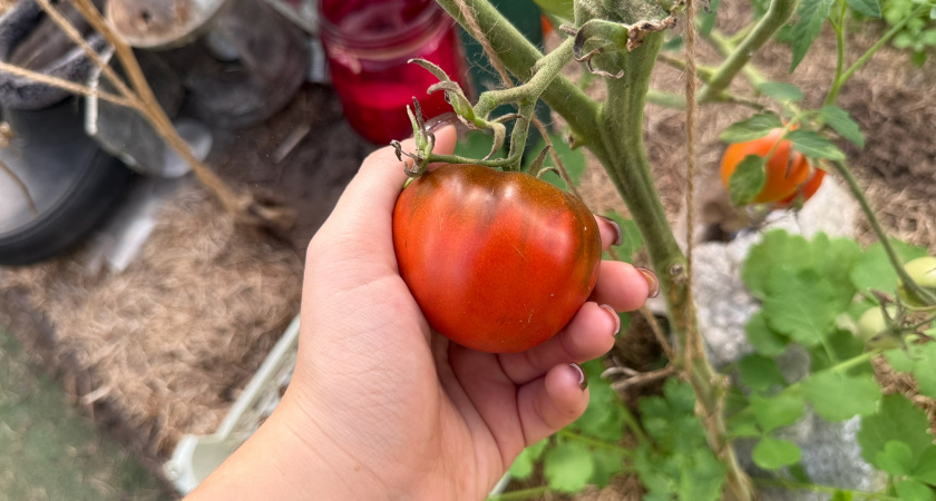 Проверенные сорта томатов для большого урожая. Секреты агротехники помидоров 