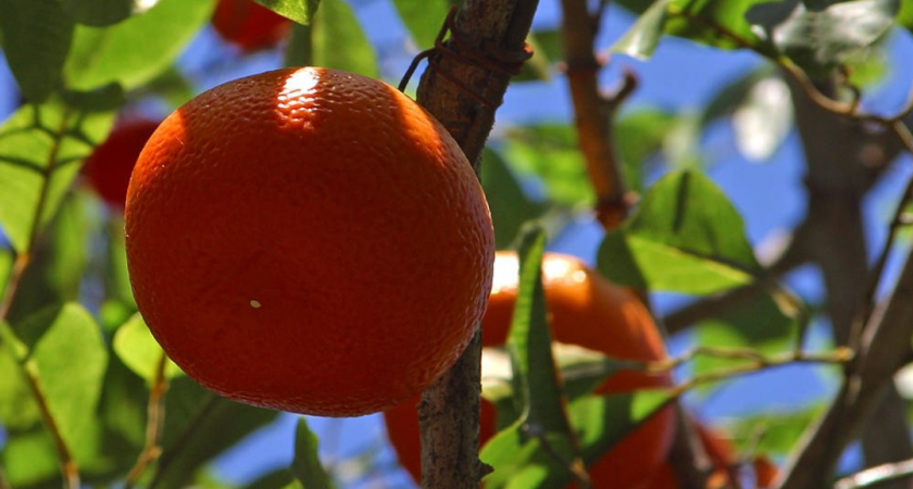 Почему абхазские мандарины стали редкими? Экономика бизнеса, конкуренция и проблемы фермеров