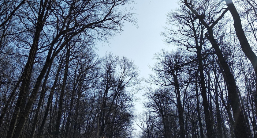 В Лопатинском районе в рамках акции «Сохраним лес» удалось высадить 1500 сеянцев сосны