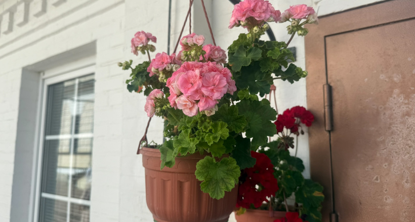 Использование перекиси водорода для растений: польза, рецепты, методы 