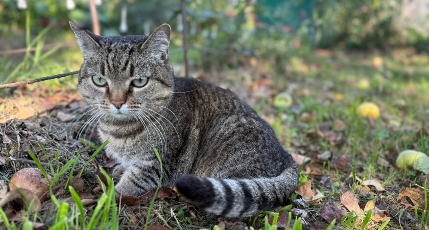 Симптомы болезней кошек: как понять, что кот болеет