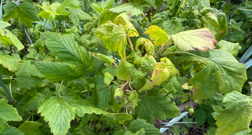 Пензенская агрофирма оштрафована за нарушение требований применения пестицидов