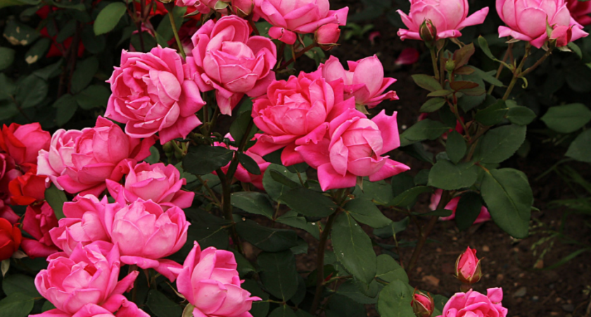 Осеннее черенкование роз: 4 провальных метода и 1 рабочий с 92% успеха 