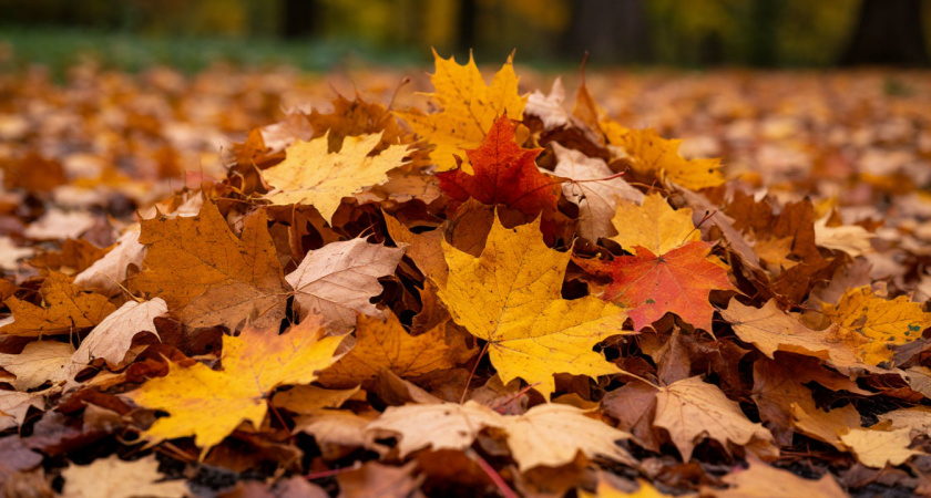 Куда девать опавшие листья осенью? 3 рабочих способа получить бесплатное удобрение 