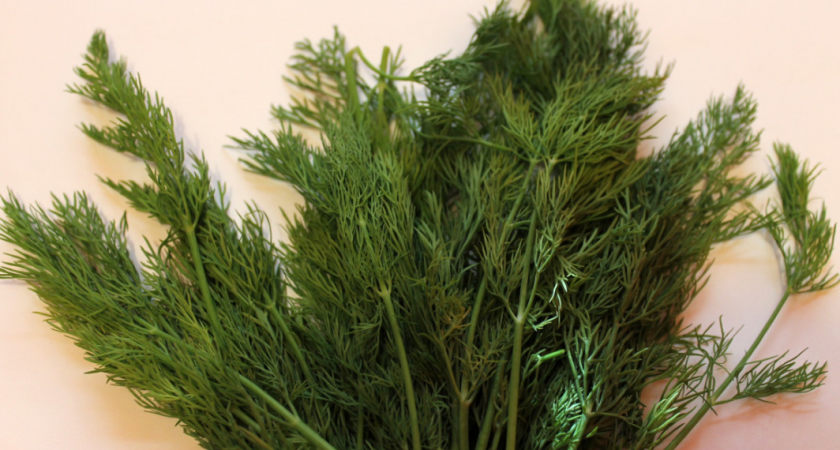 Осенний укроп: метод посева под бутылку для урожая до морозов. Секреты быстрых всходов 