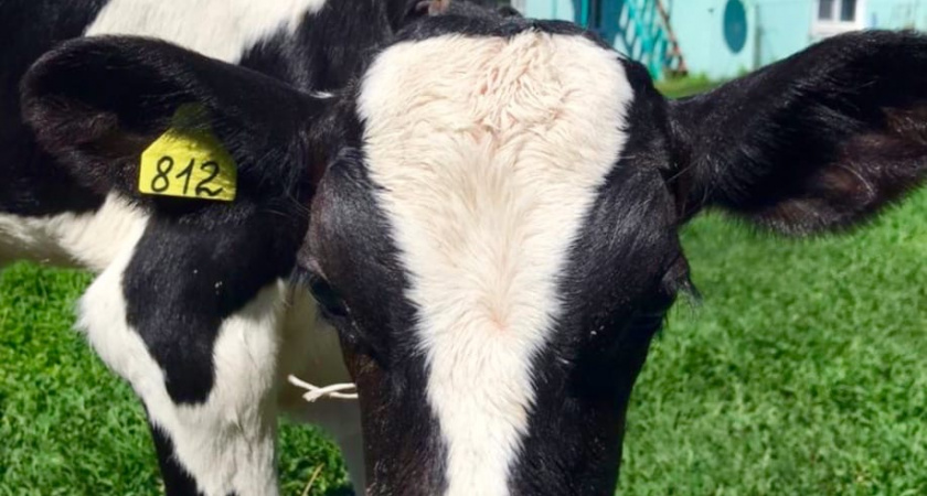 Из Пензенской области в Италию отправлено более 17 тонн шкур крупного рогатого скота