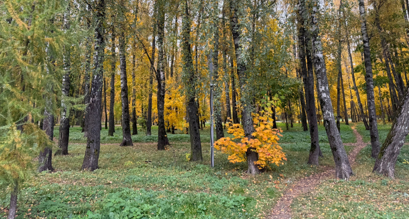 В Нижнеломовском районе браконьеры убили трех лосей