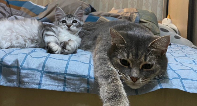 Почему кошка выбирает место для сна? Разбираем мистику и реальность