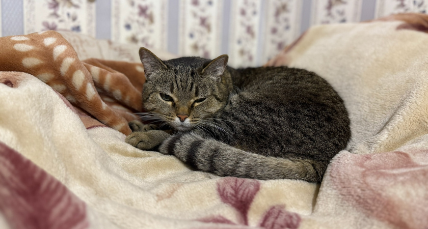 Почему кошкам нельзя есть дешевый корм. Разбор состава и скрытых опасностей для питомца