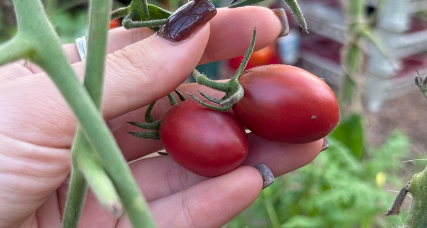 Проверенные сорта томатов для большого урожая. Золотая коллекция огородника 