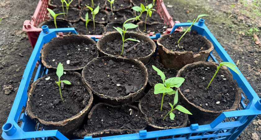 Выращивание рассады в картонных втулках 