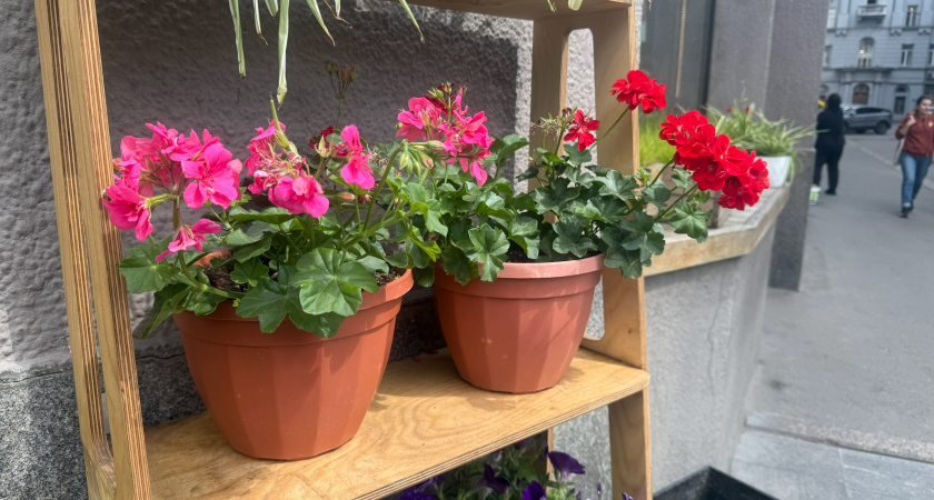 Как остановить октябрьский листопад у герани: 5 шагов против голых палок