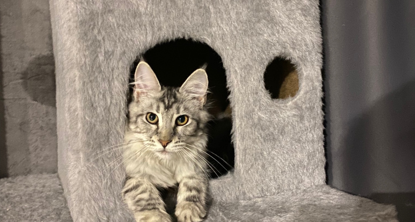 Как понять, что кошка умирает. Главные признаки и помощь питомцу