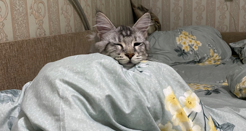 Как определить возраст кошки по зубам и глазам. Методы ветеринаров 