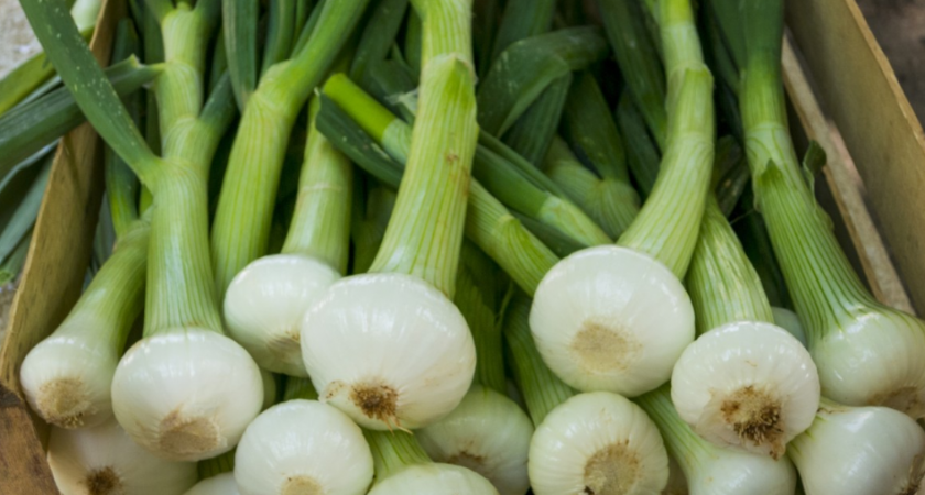 Секреты выращивания лука на зелень дома. Как получить сочное и негорькое перо 