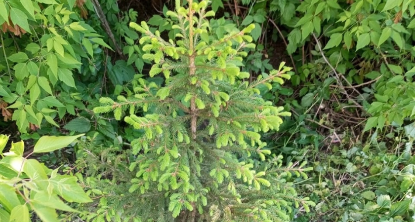 Жители Ново-Казанской сообщили о похищенной ели