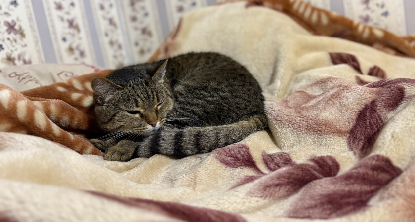 Реальные истории, как уличные кошки нашли дом. Преображение питомцев