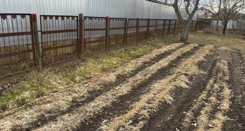 Костная мука для томатов и перцев. Правила внесения для большого урожая 