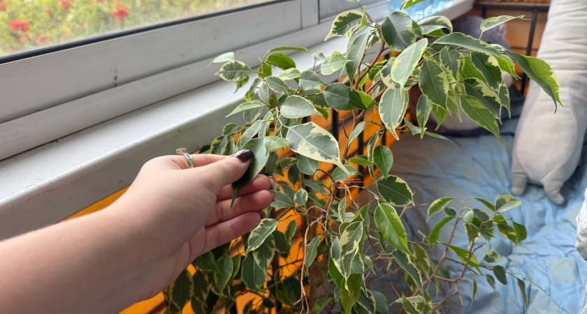 Как заставить фикус ветвиться. Простой метод с зубочисткой после обрезки 