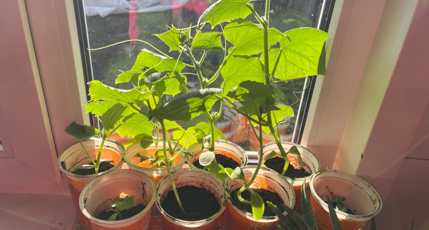 Посев семян в самокрутки на туалетной бумаге. Пошаговая инструкция