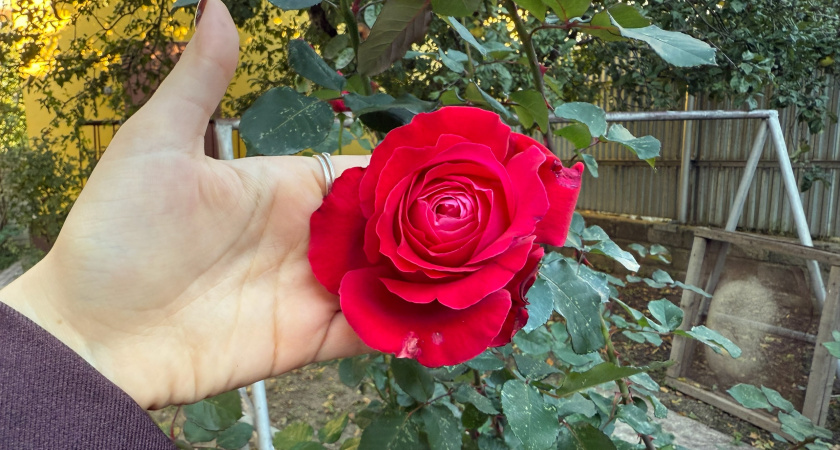 Как укрыть розы на зиму без потерь. Разбор главных ошибок и 5 рабочих способов укрытия