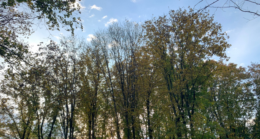 В рамках акции «Сохраним лес» в Пензенской области удалось высадить более 60 тыс. деревьев