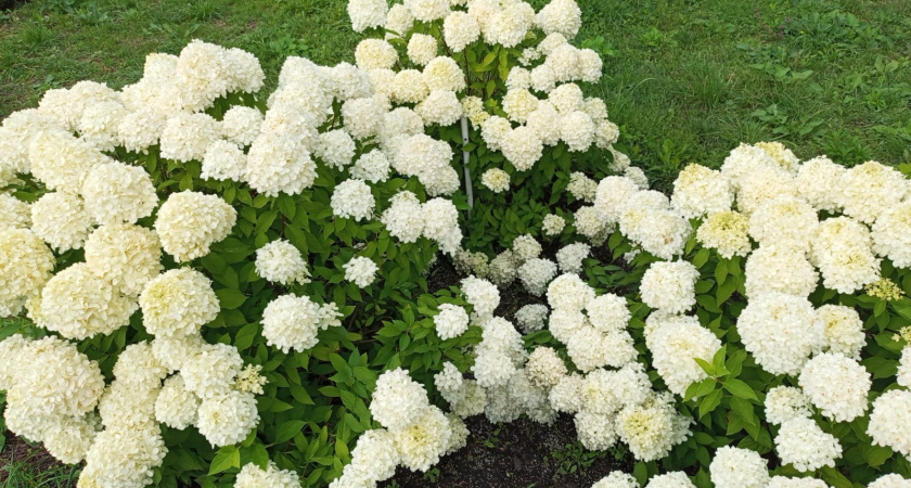 Надёжное укрытие для гортензии на зиму без кирпичей и прищепок 