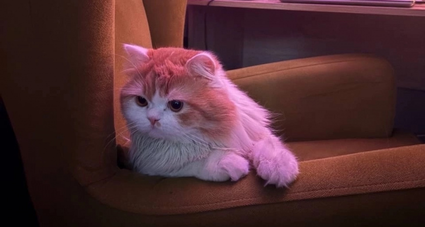 Чем нельзя кормить кота зимой: опасные ошибки, которые могут стоить жизни